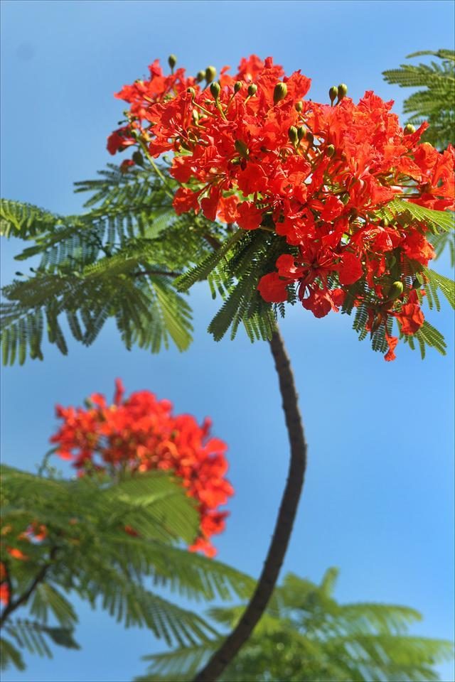 狀元紅，揭秘4987最準最快的秘密武器，狀元紅，揭秘最準最快的秘密武器 4987