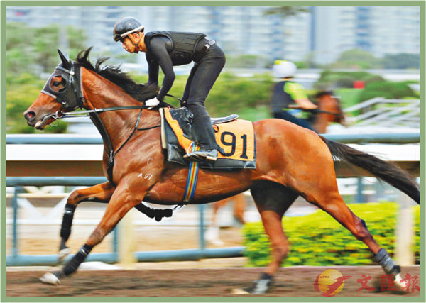 香港賽馬，探索數(shù)字背后的激情與榮耀，香港賽馬，數(shù)字背后的激情與榮耀之旅