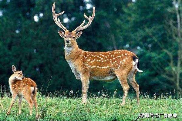 最新版本的6566cc澳彩資料大全介紹與特色功能解析，圖庫升級亮點一覽，最新6566cc澳彩資料大全介紹與特色功能解析，圖庫升級亮點全揭秘