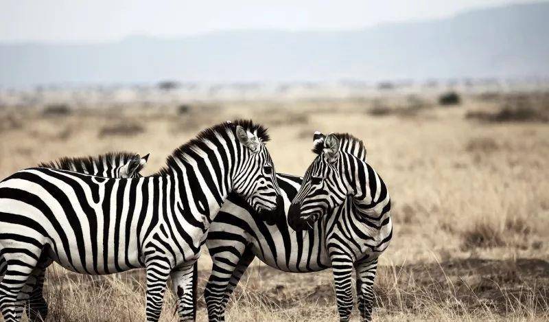 澳門一碼一肖一待一中四不像——揭開神秘面紗下的真相，澳門神秘事件揭秘，一碼一肖一待一中四不像真相探索