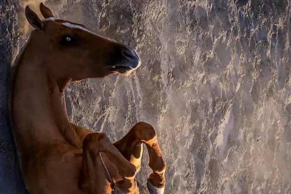 揭秘彩票背后的秘密，揭秘王中王四不像出一肖背后的奧秘，揭秘彩票王中王四不像出一肖背后的神秘秘密